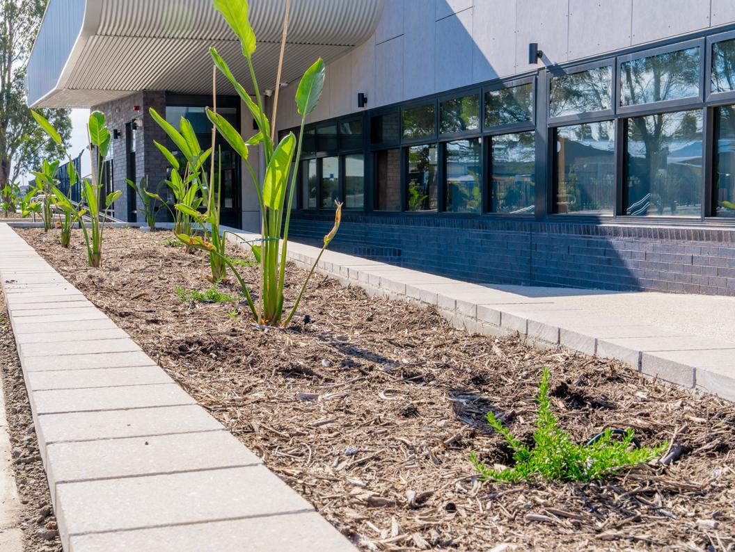 Strelitzia bed planted against a classroom wall