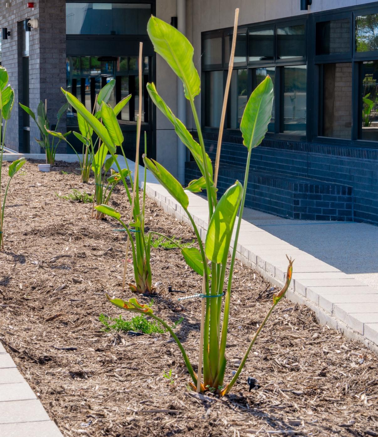 Row of strelitzia along a paved edge