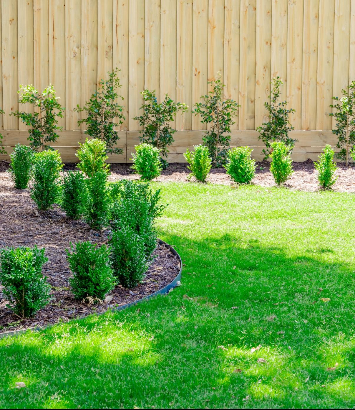 Boundary hedge planting at a North Balwyn architectural home