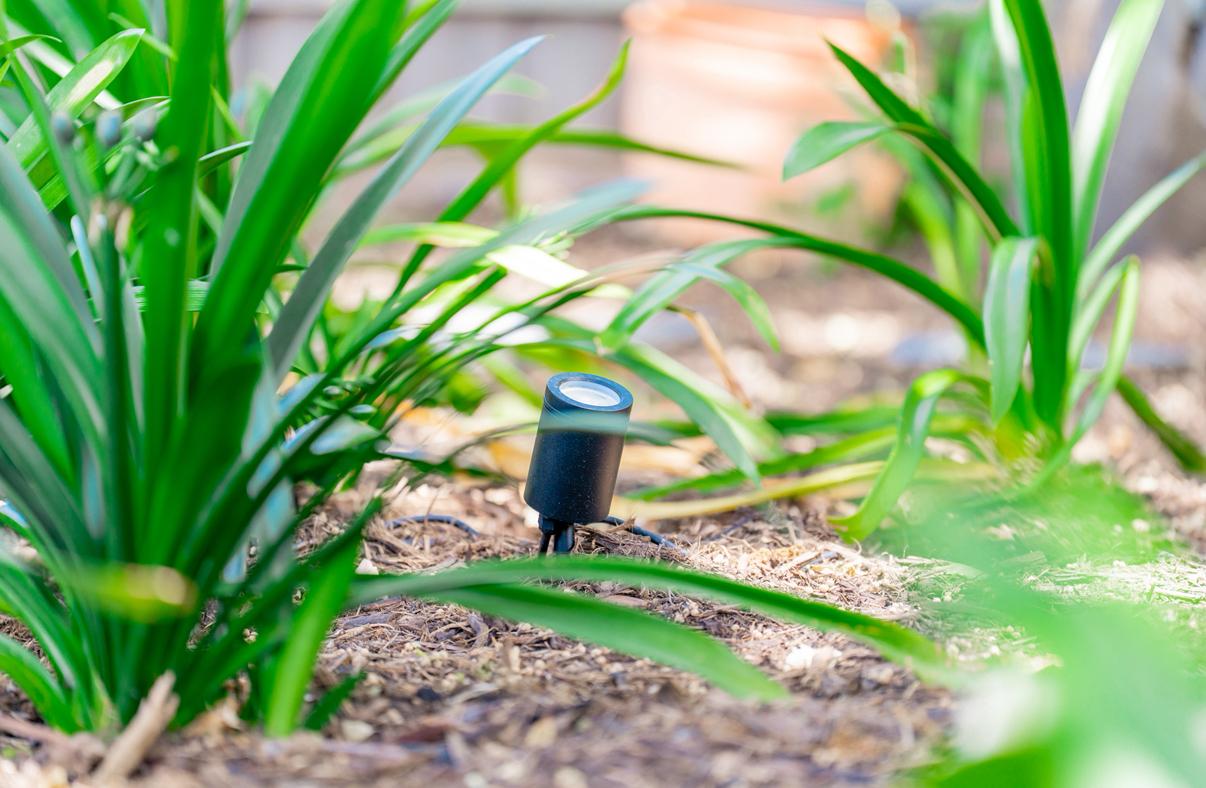 Close-up of garden uplighting at dusk