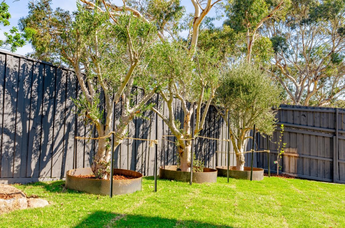 Corten edging with a row of olive trees