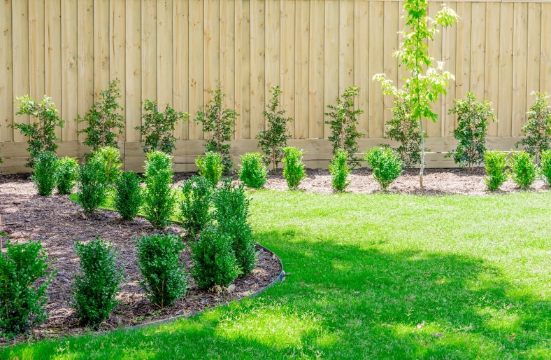Advanced hedge along a paling fence with a young feature tree