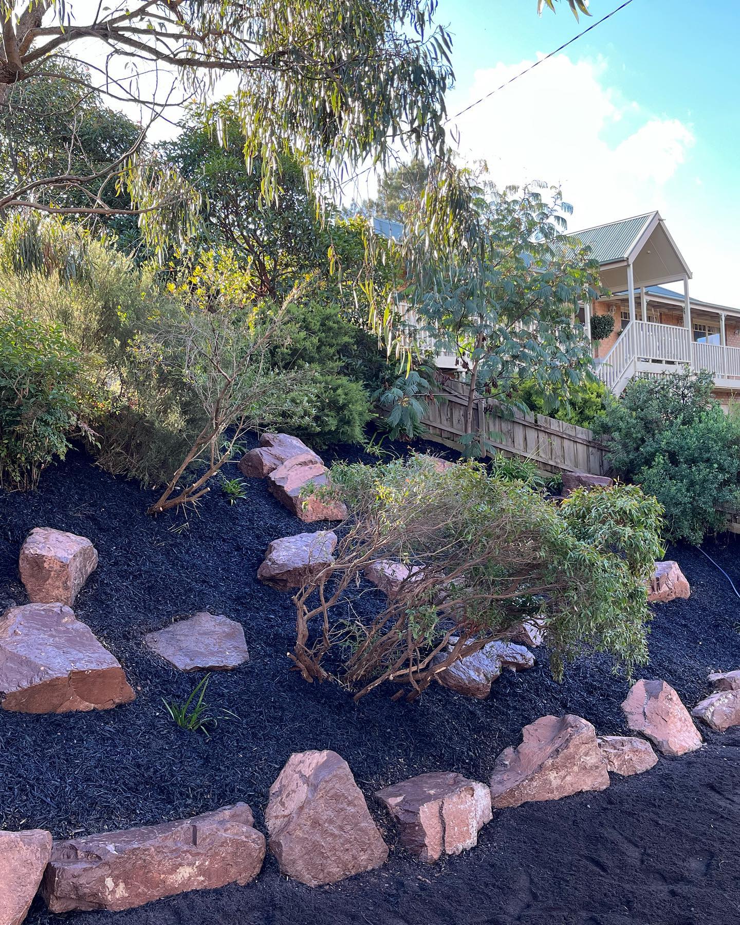 Australian native garden with red rocks, eucalypts and dark mulch